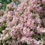 Kolkvícia krásna (Kolkwitzia amabilis) ‘PINK CLOUD’ - výška - 30-50 cm, ⌀ 50-60 cm, kont. C2L